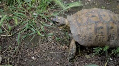 yeşil çim turtle