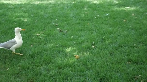 Seagull idzie na zielonej trawie w parku — Wideo stockowe