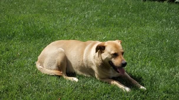 Schöner alter Hund kühlt sich im Gras ab und atmet schwer — Stockvideo