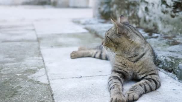 Полосатая уличная кошка лежит на плите — стоковое видео