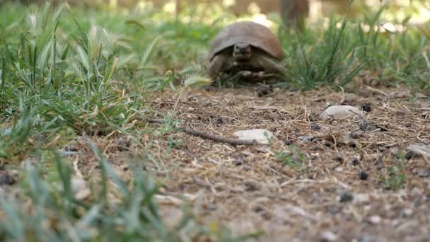 Tortoise turtle slowly moving through on green grass walking to camera — Stock Video