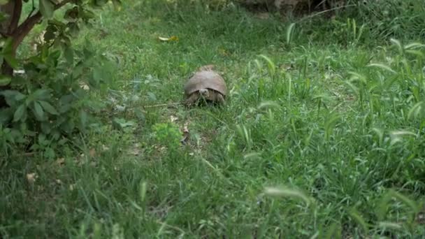 Turtle beweegt langs het groene gras — Stockvideo