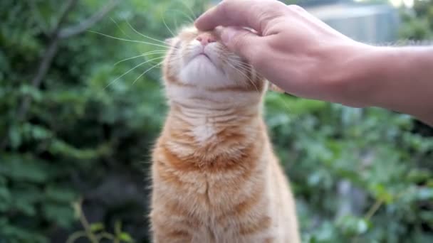 Schattige rode kat voelt ontspannen aangenaam en gelukkig wanneer ze knuffelen door een eigenaar. — Stockvideo