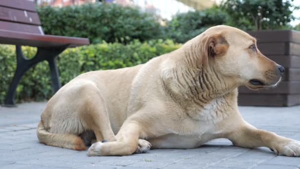 Big dog väntar på sin ägare liggande på trottoaren. — Stockvideo