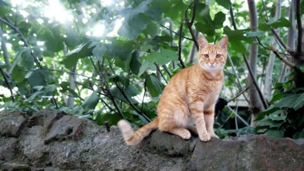 Gato rojo salvaje sentado en una piedra — Vídeo de stock