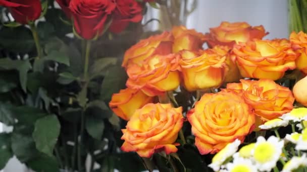 Pulvérisation de roses avec de l'eau d'un pulvérisateur dans un magasin de fleurs, vue rapprochée . — Video