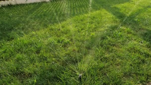Arroseur de pelouse se tient parmi le jardin vert arrosage herbe — Video