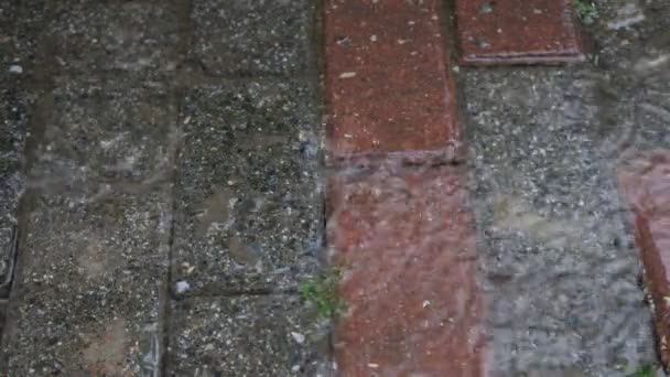 Autumn rain water drops falling into puddle on asphalt — Stock Video