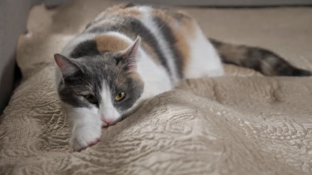Gato esponjoso se mueve grandes ojos marrones descansando sobre manta beige — Vídeos de Stock