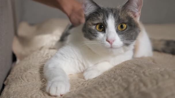 Homem acaricia gato muito multi-colorido com olhos bonitos — Vídeo de Stock