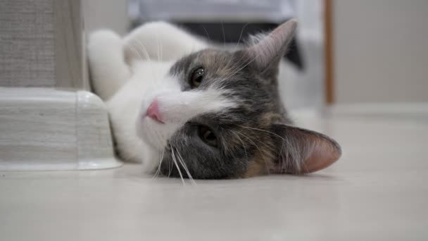 Lindo gato cabeza con cierre marrón ojos y divertido Grande orejas — Vídeo de stock