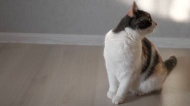 Komik büyük gözleri olan kedi, gözleriyle ilginç nesneleri takip eder.