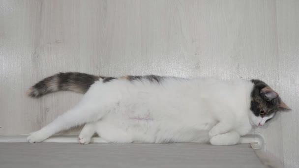 Amazing white spotted fluffy cat lies on side along wall — Stock Video