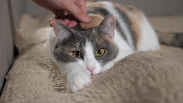 Man streelt vrij multi-gekleurde kat met mooie ogen — Stockvideo