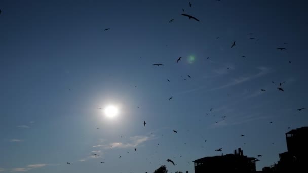 As silhuetas de pássaros voam no céu contra edifícios e luz solar — Vídeo de Stock
