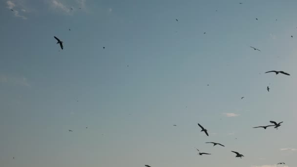 Birds flock flies in sky covered with clouds on summer day — Stock Video