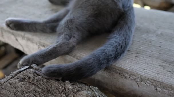 Szürke macska integet a farkával. Arc nélküli közelkép — Stock videók