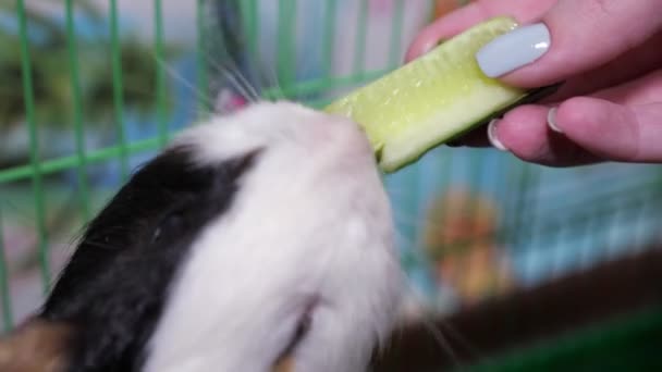 Marsvin spiser et stykke agurk fra hænderne på en pige. Nærbillede – Stock-video