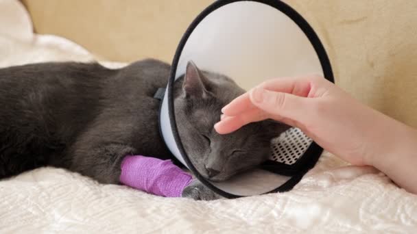 Mano femminile accarezza un gatto grigio addormentato. Pet con colletto veterinario e zampa fasciata — Video Stock