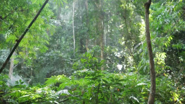 울창 한 열 대 우림 과 배낭 여행자가 카메라를 지나쳐 가는 모습 — 비디오