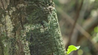 Minik siyah karıncalar ağaç mantarında parlak yeşil yosunlarla koşar.