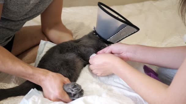 Uomo e donna fasciano una zampa ferita ad un gatto grigio. Animali domestici in un collare veterinario — Video Stock