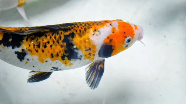 Vidunderlige fisk i orange sorte og hvide farver svømmer - Stock-foto