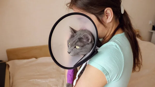 Gato gris en un collar veterinario con una pata vendada en las manos de una mujer morena — Foto de Stock