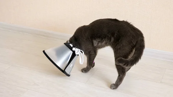 Gray cat with bandaged paw tries to remove a veterinary collar — Stock Photo, Image