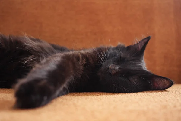 Bonito preto gato mentiras no o sofá no casa — Fotografia de Stock