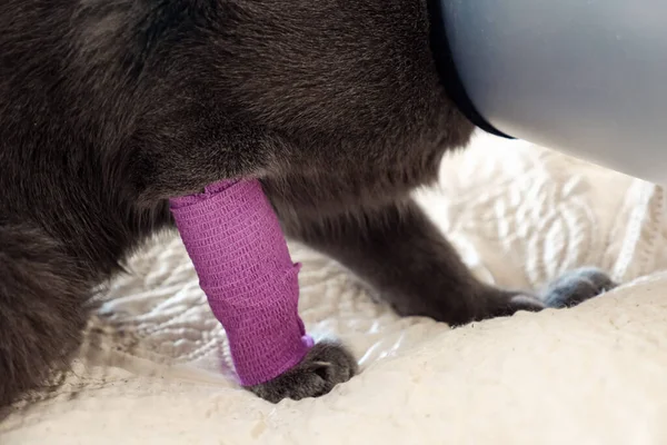 Chat Blesse Images Libres De Droit Photos De Chat Blesse Depositphotos Chat Blesse Images Libres De Droit Photos De Chat Blesse Depositphotos