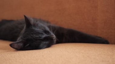 İnsanlar uyuyan bir kara kediyi elle okşuyor.