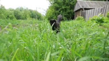 Eşsiz bir kuyruğu olan siyah kedi yeşil çimlerde koşar.