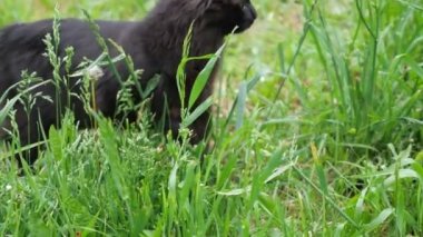 Çimenlikteki siyah kedi bir şey arıyor.