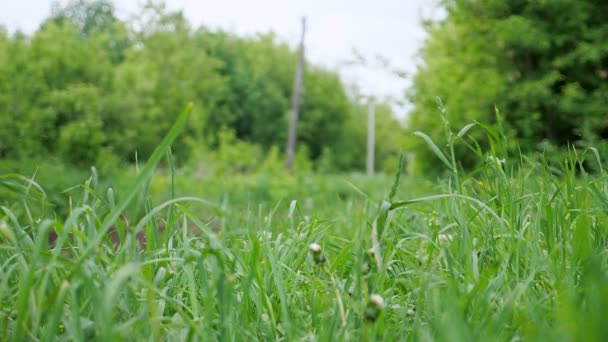 Susurro de hierba verde exuberante y dientes de león sobre un fondo de árboles — Vídeo de stock