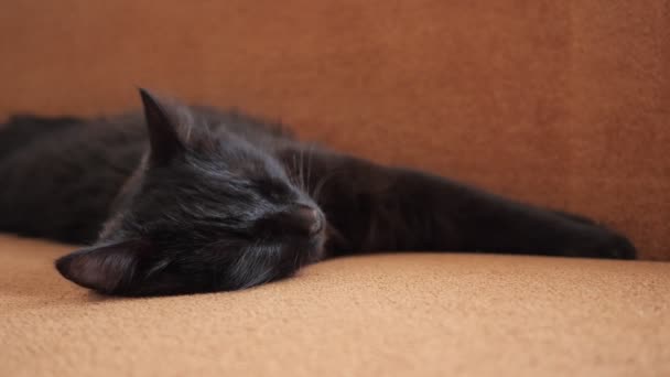 Människor hand smeka en sovande svart katt — Stockvideo