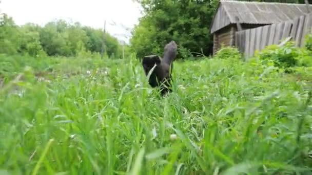 Zwarte kat met een ongeëvenaarde staart loopt in het groene gras — Stockvideo