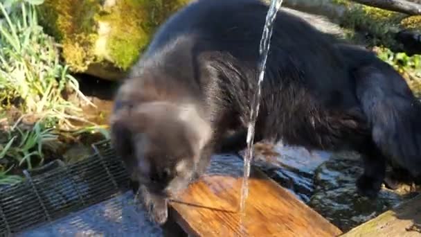 Zwarte kat speelt met water dat uit de bron stroomt — Stockvideo
