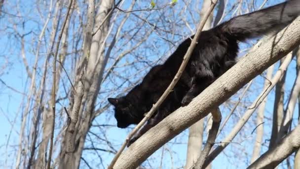 Vacker svart katt går på ett träd — Stockvideo