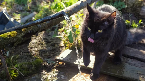 Il gatto morbido nero beve l'acqua che fluisce da una primavera. L'acqua brilla al sole — Foto Stock