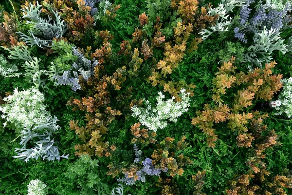Laub in verschiedenen Farben mit weißen Blüten — Stockfoto
