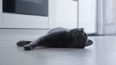 Güzel gri kedi mutfakta yerde yatıyor.