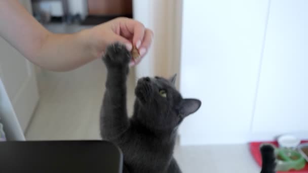 Volwassen grijze kat reikt naar een vrouwelijke hand met voedsel — Stockvideo