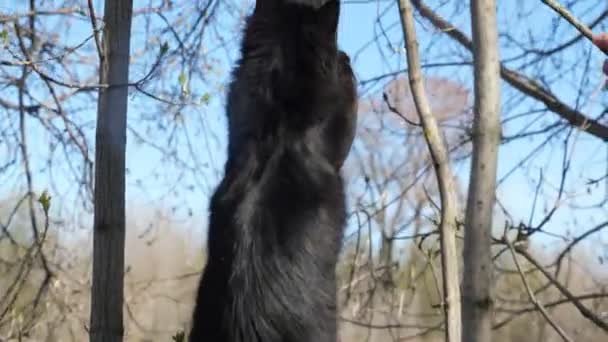 Черный пушистый кот на дереве играет с веткой в руке человека — стоковое видео