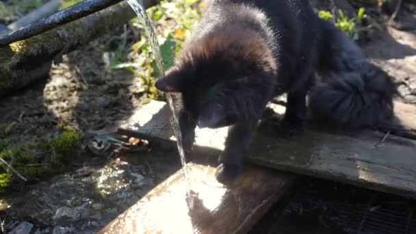 Schwarze flauschige Katze spielt mit dem Wasser, das aus der Quelle fließt. Wasser funkelt in der Sonne — Stockvideo