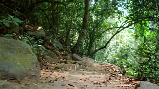 Грязная дорога с камнями и сухими листьями в тропическом лесу — стоковое видео