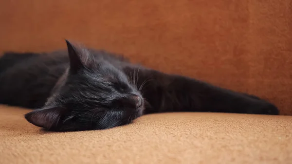 Süße schwarze Katze schläft zu Hause auf der Couch — Stockfoto