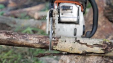 Ağaç kabuğu testeresiyle bir dalı kesmeye yakın plan.