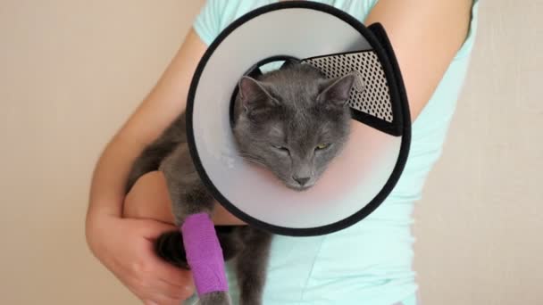 Femme tient chat gris dans le collier vétérinaire — Video