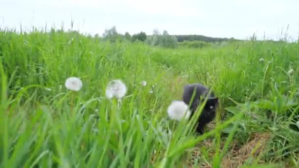 Negro juguetón gato con un mullido rabo corre en alto hierba — Vídeos de Stock